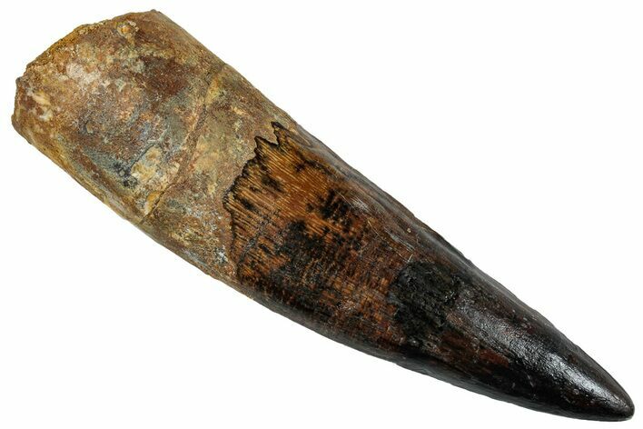 Fossil Spinosaurus Tooth - Huge Dinosaur Tooth #262980